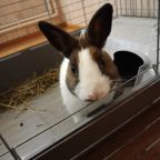 Допускается размещение домашних животных, База отдыха Дружба