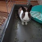 Допускается размещение домашних животных, База отдыха Дружба