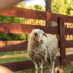 Беседки для отдыха, Загородный отель Кумуткан