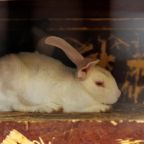 Беседки для отдыха, Загородный отель Кумуткан