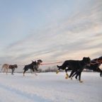 Тур "Выходные с хаски", База отдыха Северная Надежда