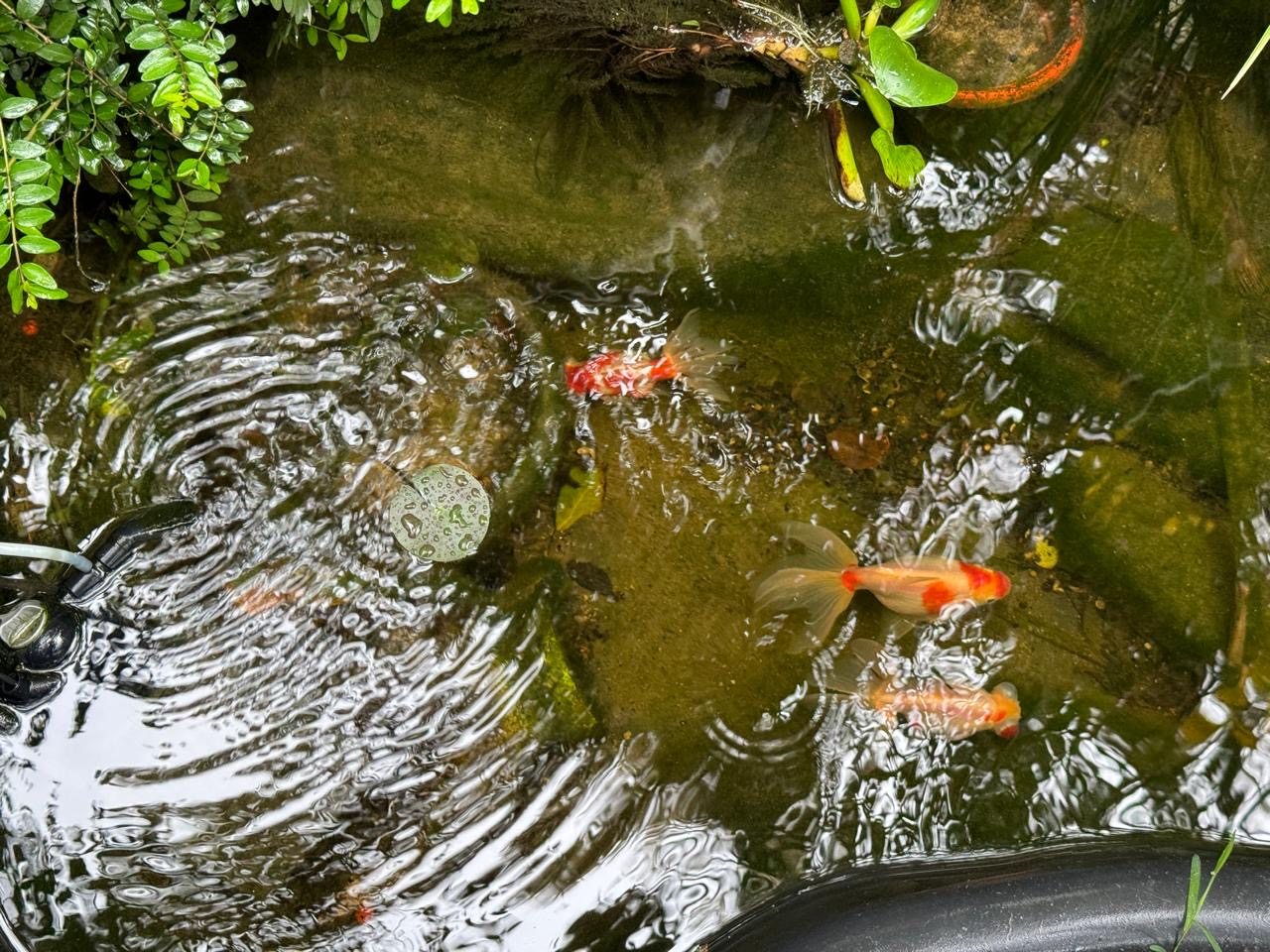 De Luxe (Delux с балконом), Гостевой дом Лавра