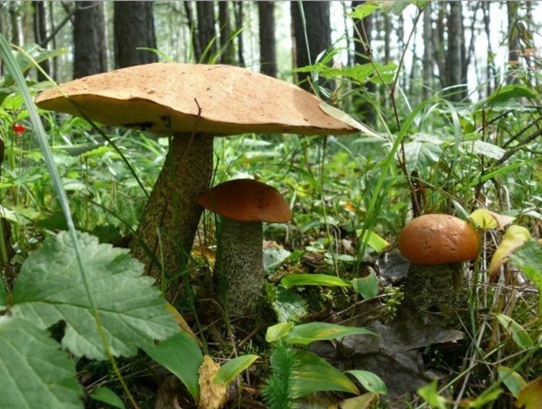 Сбор грибов и ягод, Оздоровительный комплекс Турнаево