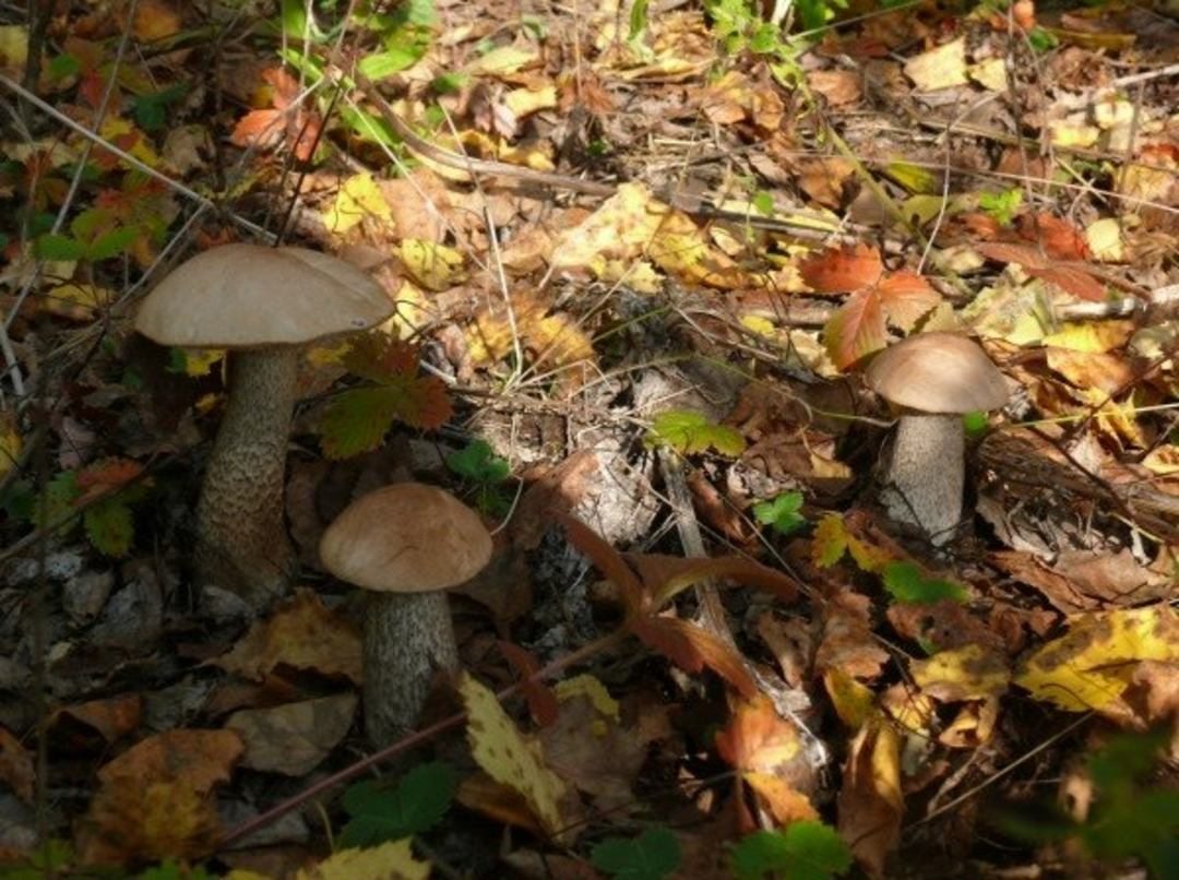 Сбор грибов и ягод, Оздоровительный комплекс Турнаево