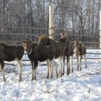 Лосиная ферма, Оздоровительный комплекс Турнаево