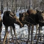 Лосиная ферма, Оздоровительный комплекс Турнаево