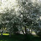 Своя ухоженная территория, Загородный клуб Адмирал Боровский