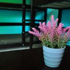 Трехместный (Без окна мужской), Хостел Вежливый Лось на Южнобутовской