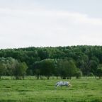 Конные прогулки, Загородный отель Pine River