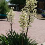 Своя ухоженная территория, База отдыха Русалочка