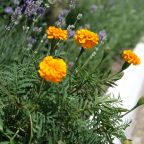 Своя ухоженная территория, База отдыха Русалочка