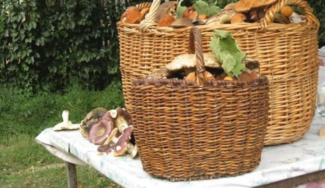 Сбор грибов и ягод, Туристическое имение Голубка