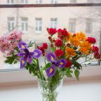 Студио (Апартаменты), Апартаменты Асмера