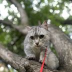 Допускается размещение с животными