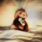 Допускается размещение домашних животных, Мини-отель А-Бутик отель