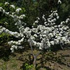 Весенний пейзаж