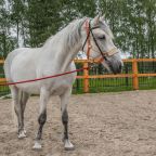 Конные прогулки