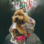 Размещение с животными