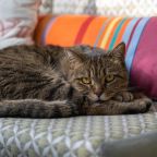 Хозяин територии