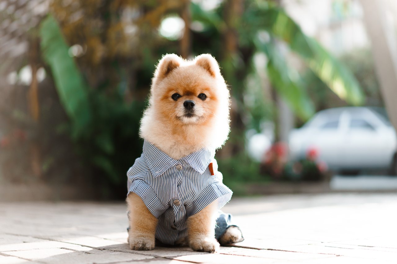 Допускается размещение только собак небольших пород, Отель Вилла Дежа Вю