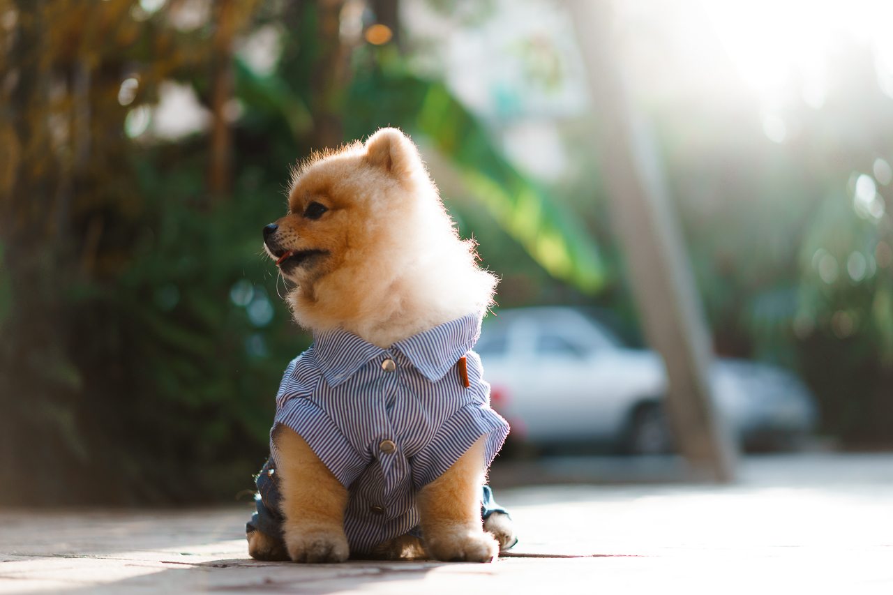 Допускается размещение только собак небольших пород, Отель Вилла Дежа Вю