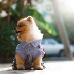 Допускается размещение только собак небольших пород, Отель Вилла Дежа Вю