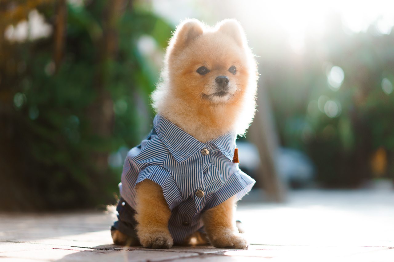 Допускается размещение только собак небольших пород, Отель Вилла Дежа Вю