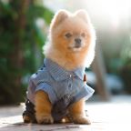 Допускается размещение только собак небольших пород, Отель Вилла Дежа Вю