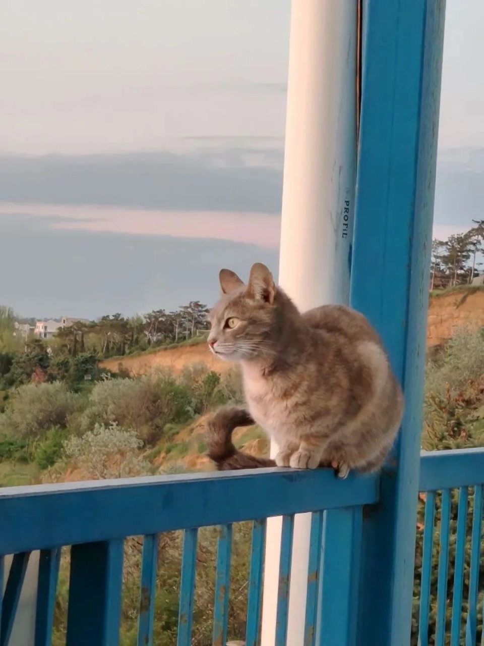 Собака, кошка, Гостиница Дельфин