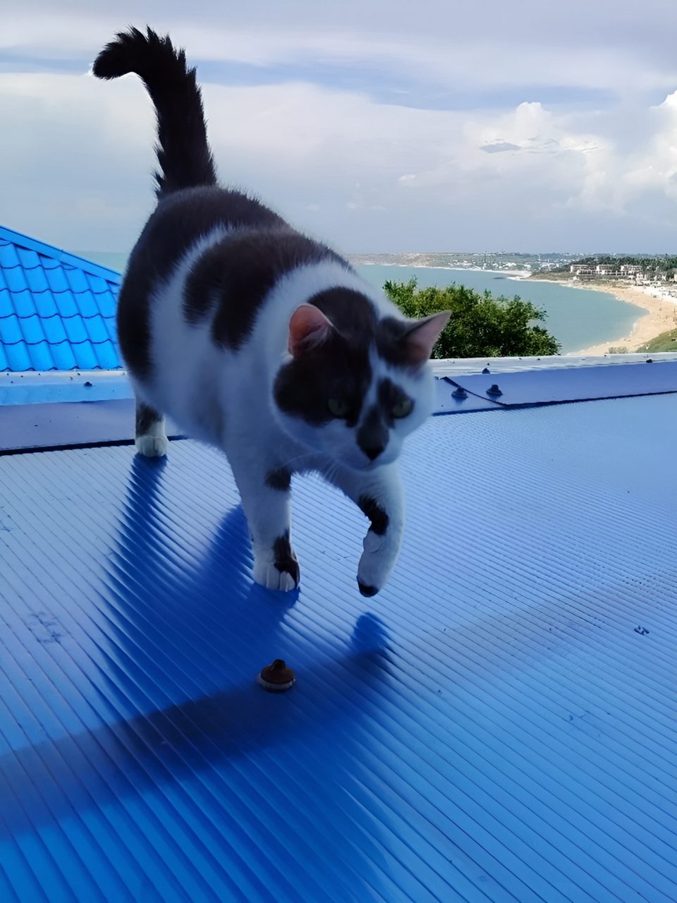 Собака, кошка, Гостиница Дельфин
