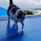 Собака, кошка, Гостиница Дельфин