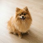 Размещение с маленькими собачками