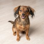 Размещение с животными