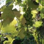 Номер (Бунгало с 2 спальнями), Семейный отель Бунгало на берегу моря