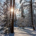 Объект находится в лесу, Отель Каморка с лежанкой у окна