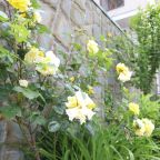 Настольный теннис, Гостиница Династия