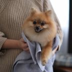 размещение с питомцем