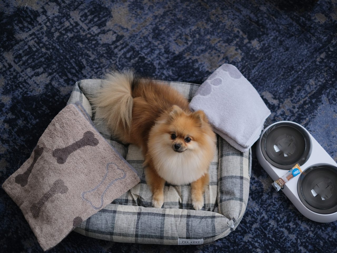 размещение с питомцем