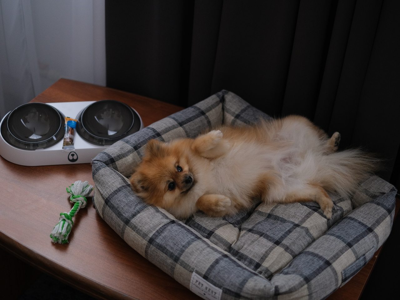 размещение с питомцем