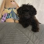 Допускается размещение домашних животных, Отель Rich House