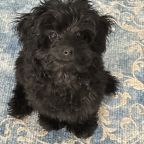 Допускается размещение домашних животных, Отель Rich House