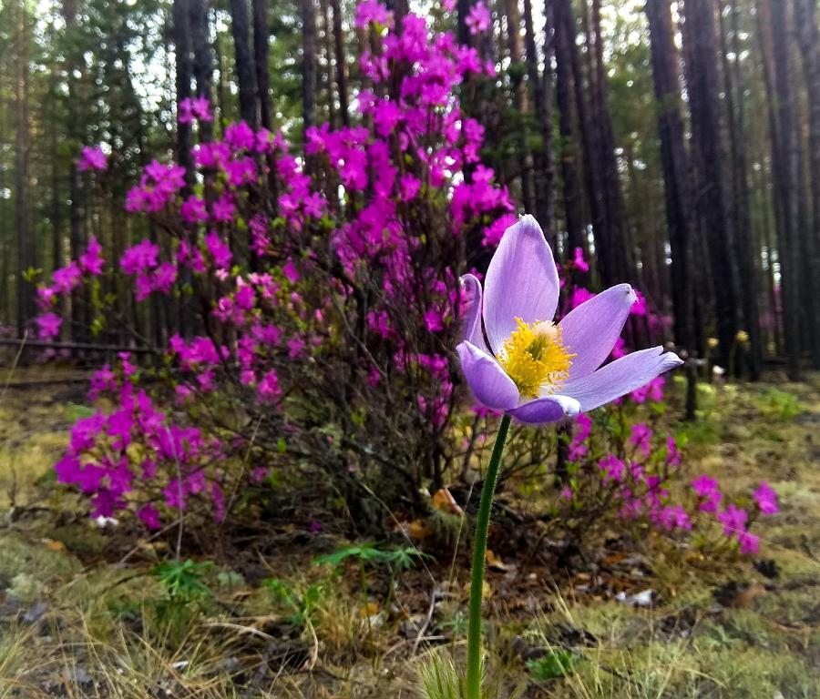 База отдыха Цветок под Снегом, Хужир