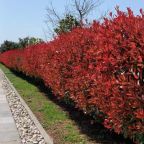 Студио (Номер-студио с видом на море), Sea view apartments Orbi Beach Tower