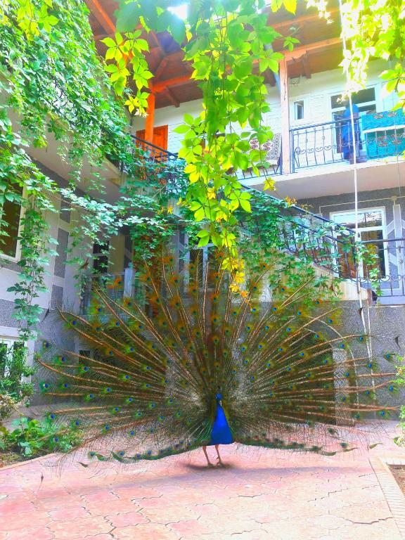 Номер (Кровать в общем 4-местном номере для мужчин и женщин) отеля Botanical Guest House, Самарканд