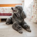 Наш гостевой дом  - Petfriendly !