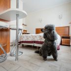 Наш гостевой дом  - Petfriendly !
