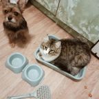 Размещение домашних животных, предоставляем миски для еды и лоток, Гостевой дом Анастасия