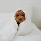 Проживание с животным, Апарт-отель Yard Residence