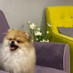 РАЗМЕЩЕНИЕ С ЖИВОТНЫМИ ВОЗМОЖНО