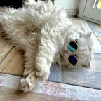 РАЗМЕЩЕНИЕ С ЖИВОТНЫМИ ВОЗМОЖНО